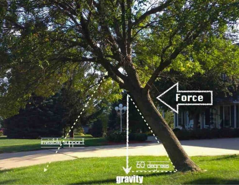 How to Cut a Leaning Tree in the Opposite Direction?